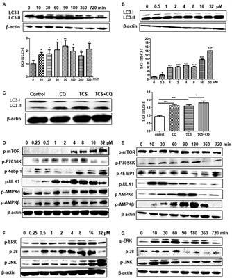 Triclosan Enhances the Clearing of Pathogenic Intracellular Salmonella or Candida albicans but Disturbs the Intestinal Microbiota through mTOR-Independent Autophagy